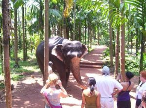 spice-farm-elephant